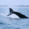 Mozambique whale